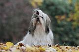 SHIH TZU 198